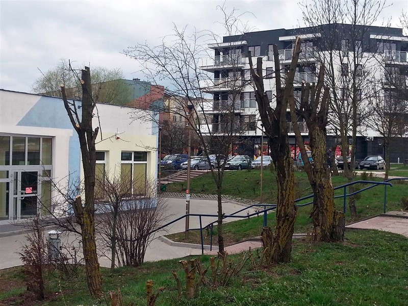 Suwałki:  Mieszkańcy osiedla Kamena oburzeni radykalnym przycięciem drzew