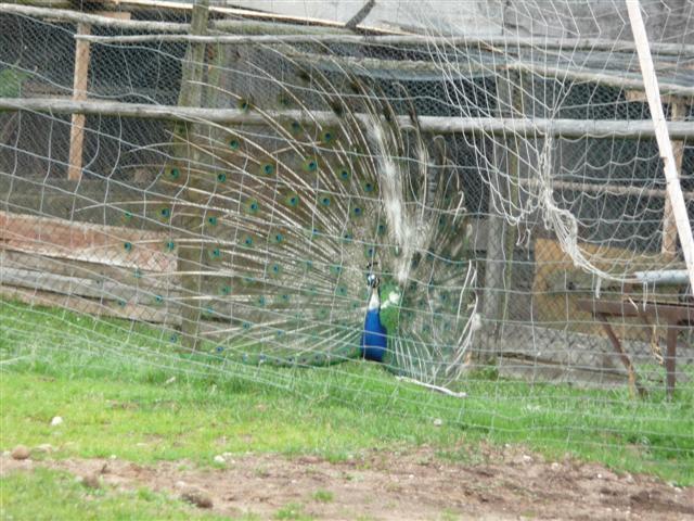 Suwalszczyzna:  Ośrodek rehabilitacji ptaków i ssaków wyposażony w izolatkę dla dzikich zwierząt