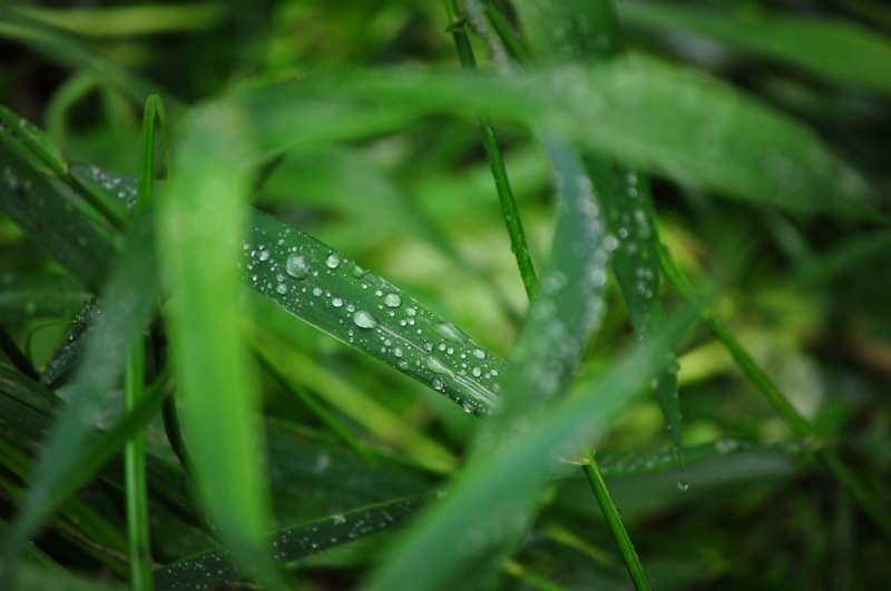Na Suwalszczyźnie powstają "deszczowe ogrody"