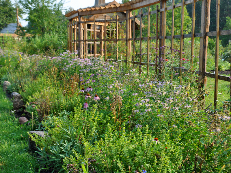 O niechcianych roślinach w naszych ogródkach. Warsztaty w Muzeum Wigier