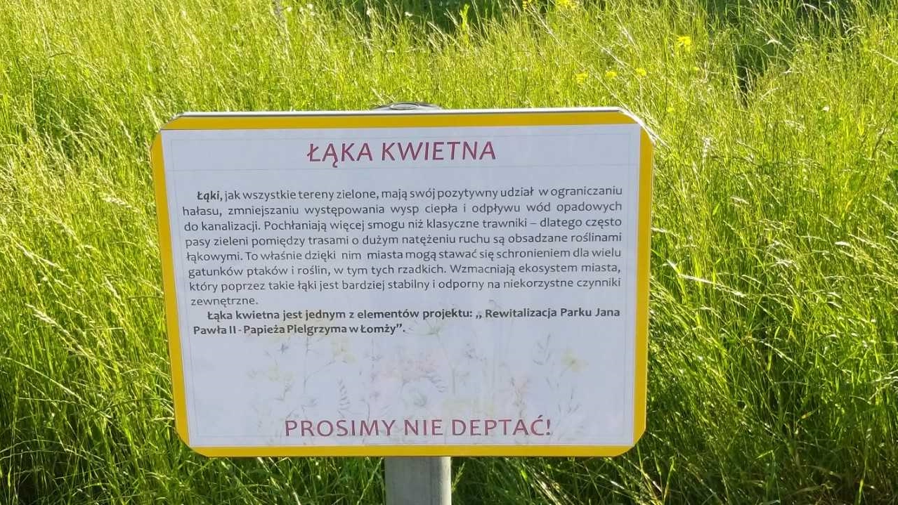 W Augustowie powstaną łąki kwietne na których rosnąć będą dzikie kwiaty i trawy