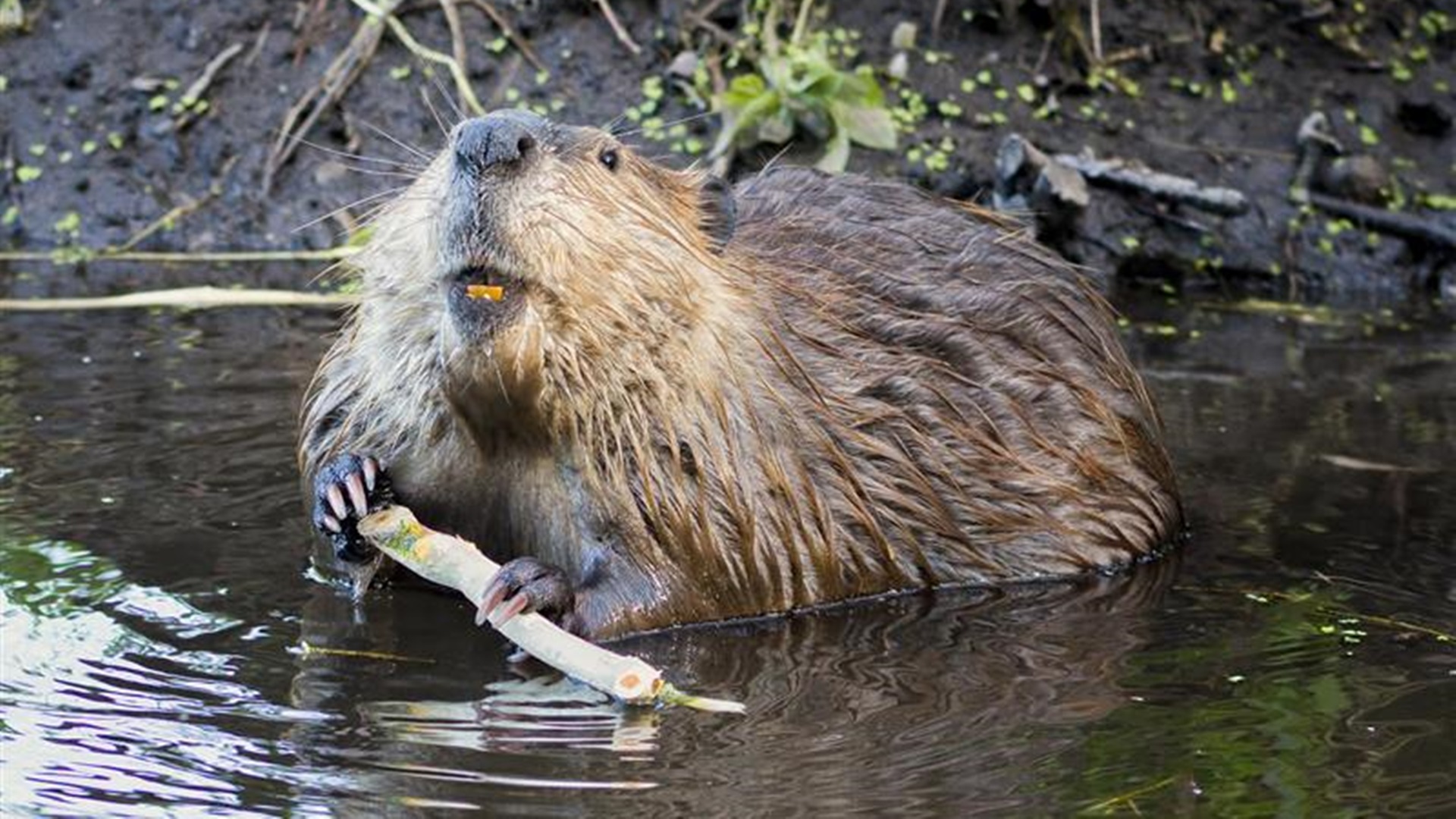 Mieszkańcy wsi w gminie Filipów skarżą się na kłopotliwe działania bobrów