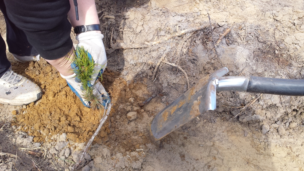 Na błoniach nad augustowską rzeką Nettą posadzonych zostanie kilkadziesiąt świerków