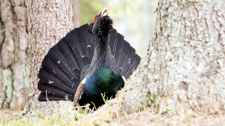 Opowieści różnej treści - przyrodnicza pasja Wojciecha Misiukiewicza
