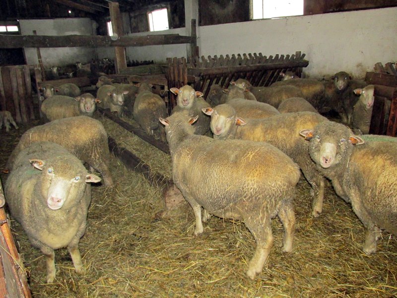 Hodowla owiec alternatywnym źródłem produkcji na terenach objętych występowaniem ognisk ASF w Podlaskiem?