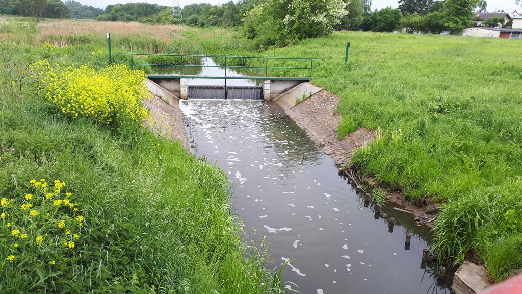 Śnięte ryby w rzece Białej w Białymstoku
