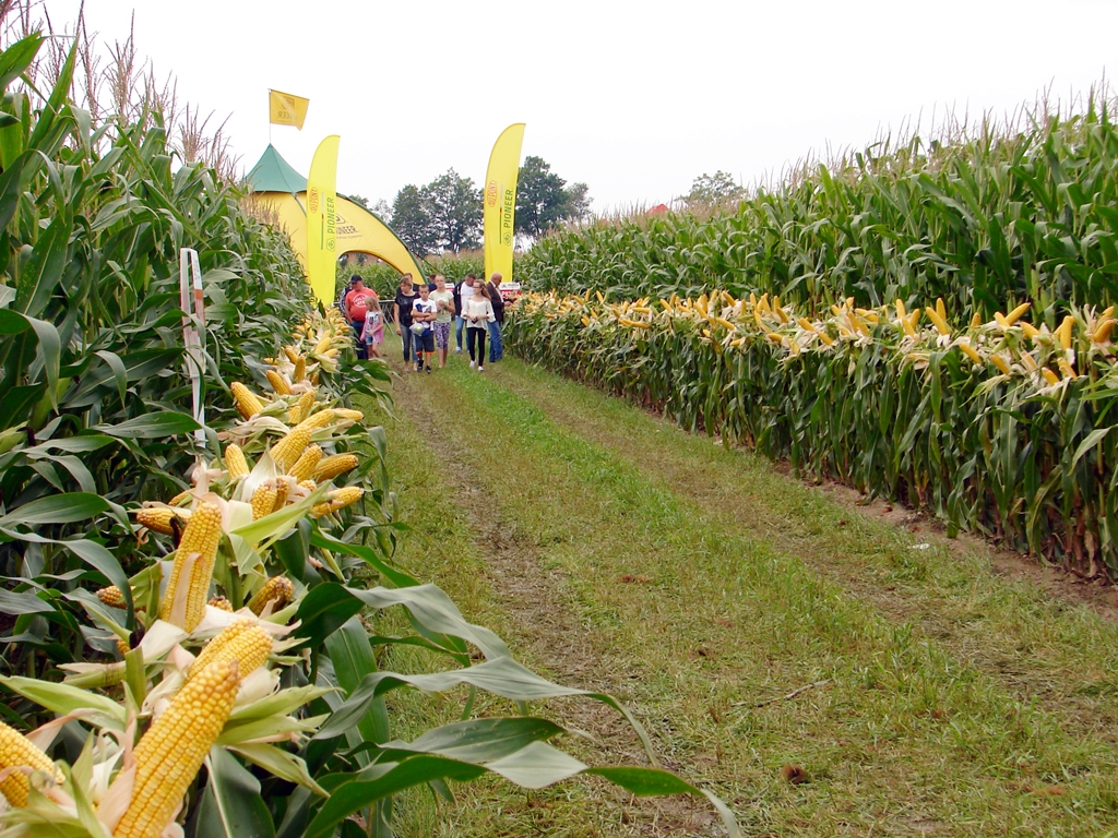 130 odmian kukurydzy w Szepietowie