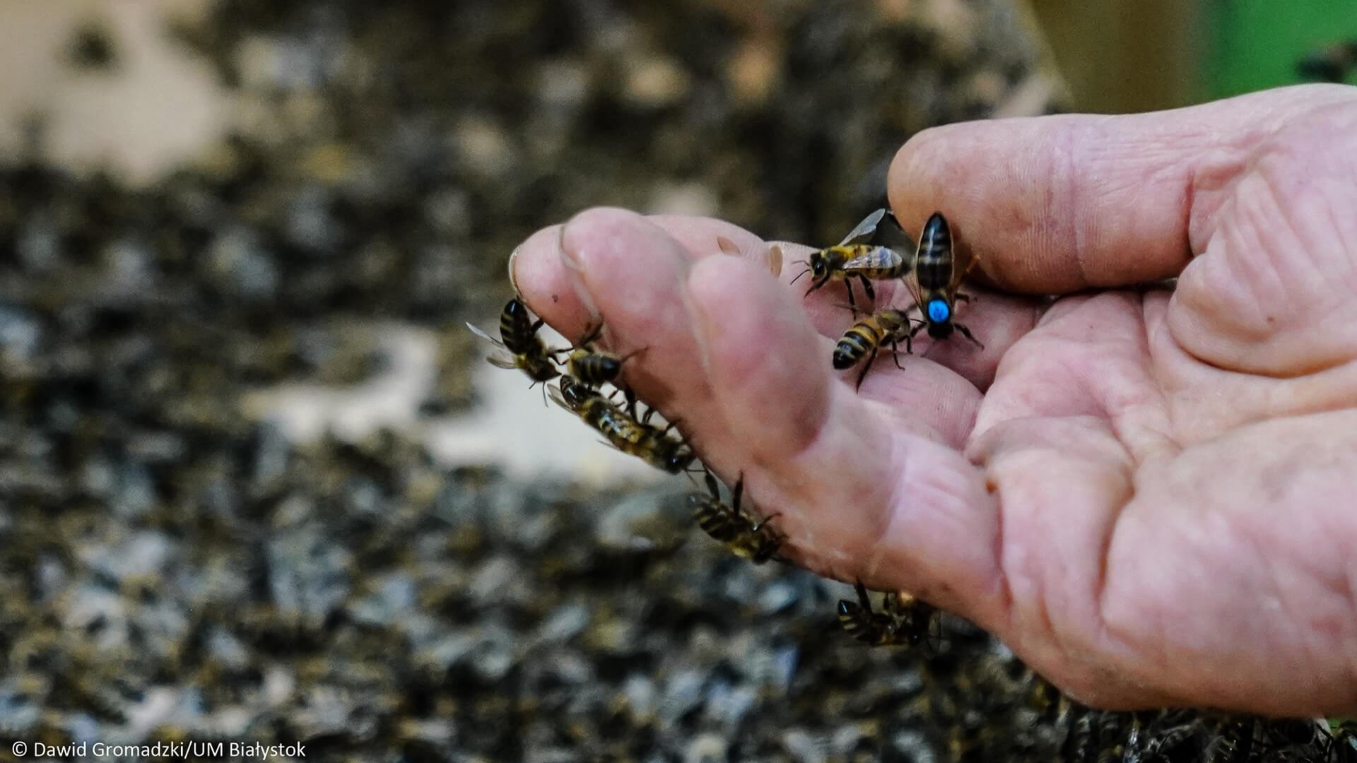 Leśnicy będą chronić augustowską pszczołę