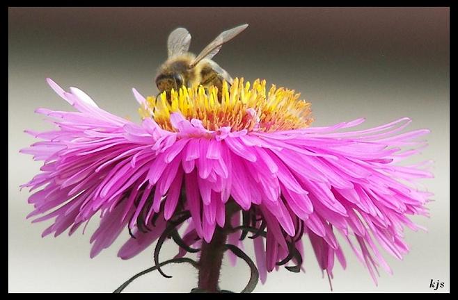 Jest zgoda radnych - w Białymstoku będzie można hodować pszczoły. Będą jednak obwarowania