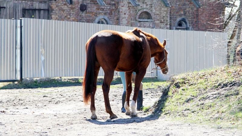 Dwaj mężczyźni z gminy Giby usłyszeli zarzut znęcania się nad klaczą