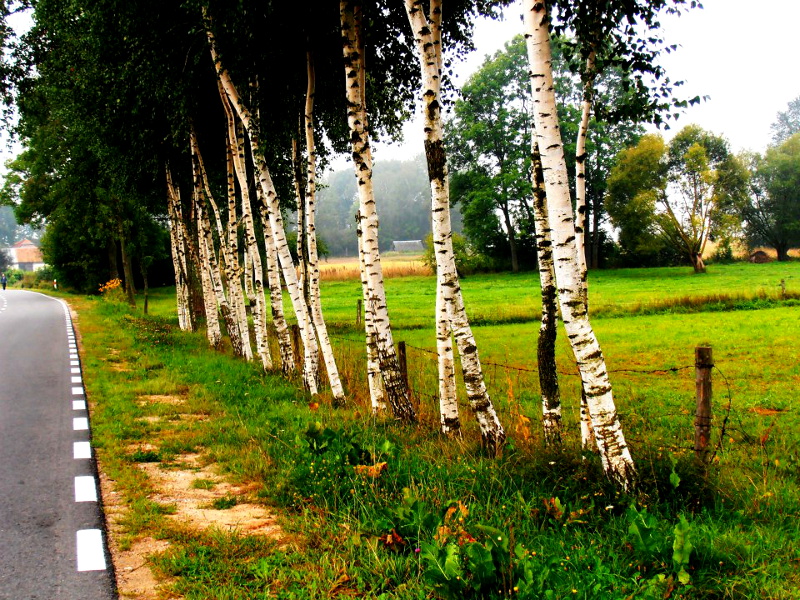 Region:  Ochrona płazów