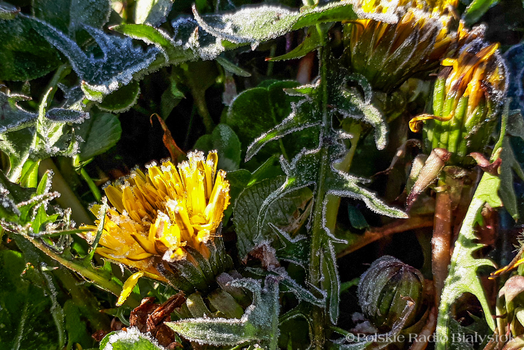 Dlaczego "zimni ogrodnicy" atakują nas co roku [wideo]