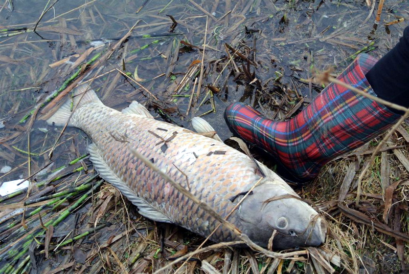 Wiżajny:  Setki śniętych ryb