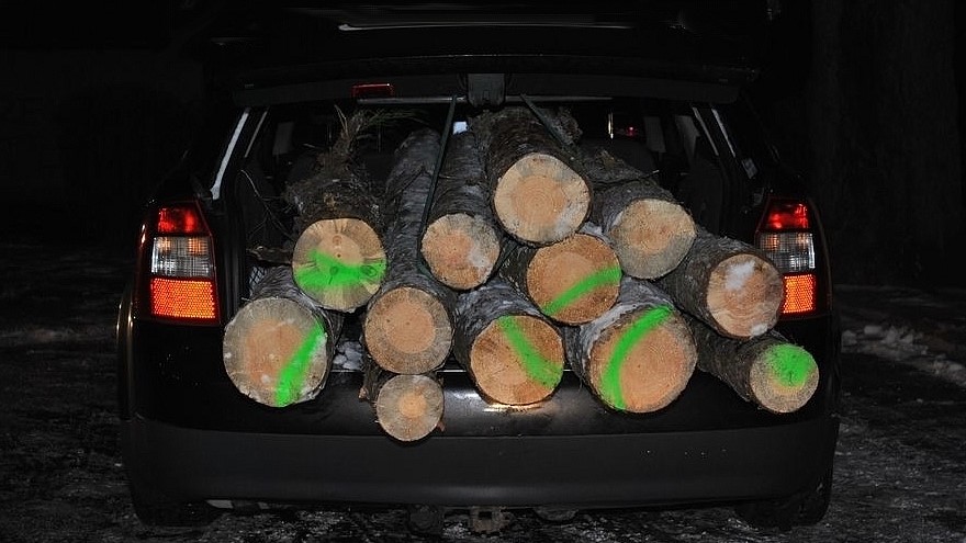 Sejneńscy policjanci zatrzymali mężczyznę, który kradł drzewo