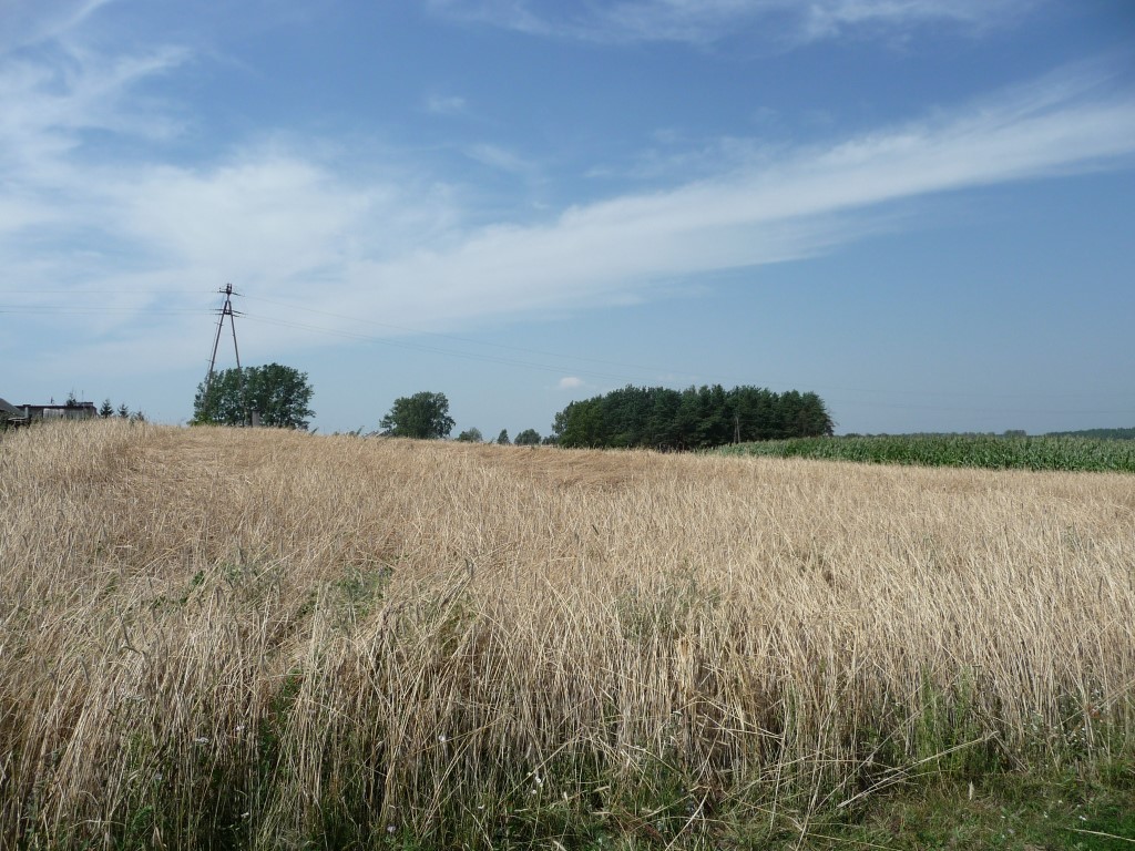 Region:  Brakuje trawy, siana. Rolnicy liczą straty w zbiorach