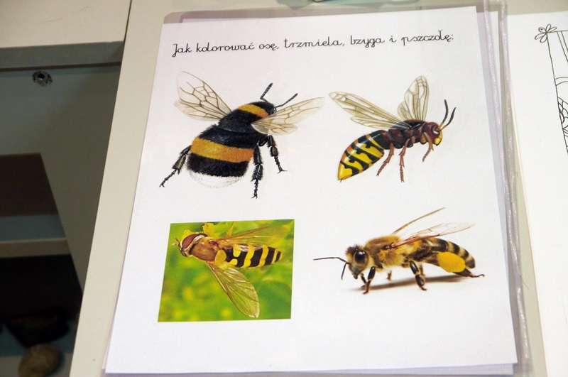 Wielki Dzień Pszczół w Białowieskim i Wigierskim Parku Narodowym