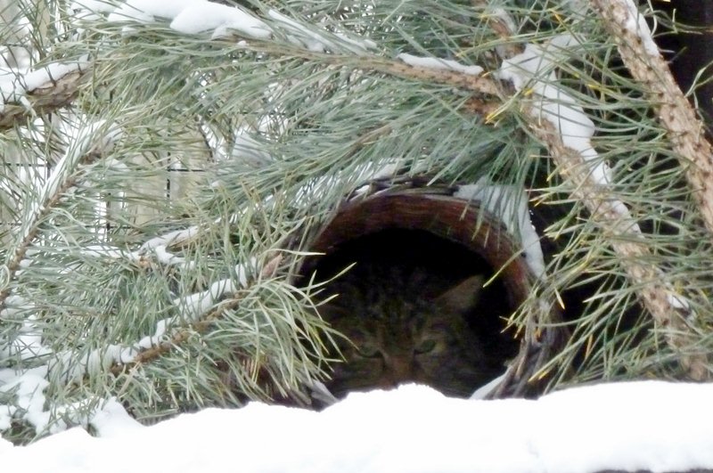 Czy po zachowaniu zwierząt można się dowiedzieć jaka zima nas czeka?