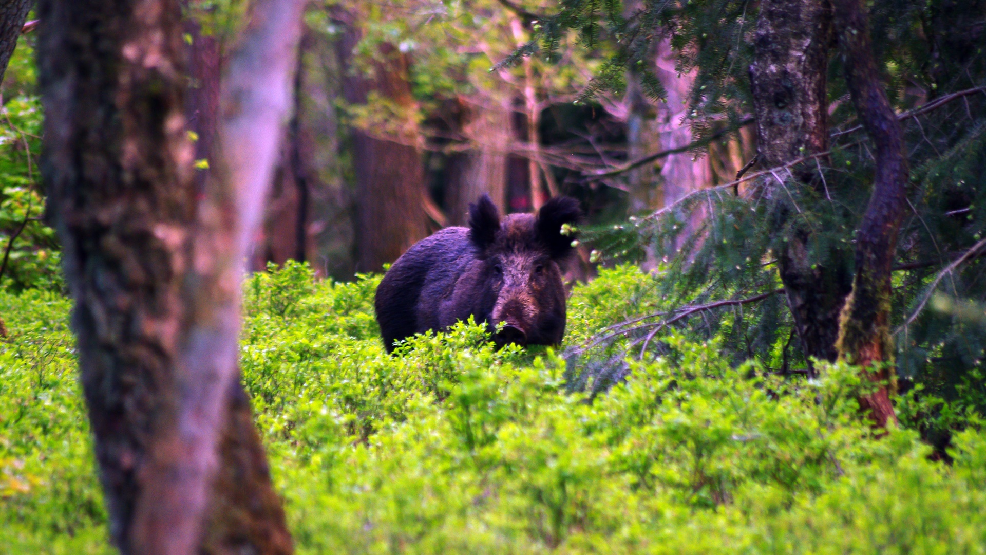 Myśliwi pomogą rolnikom chronić pola przed leśną zwierzyną