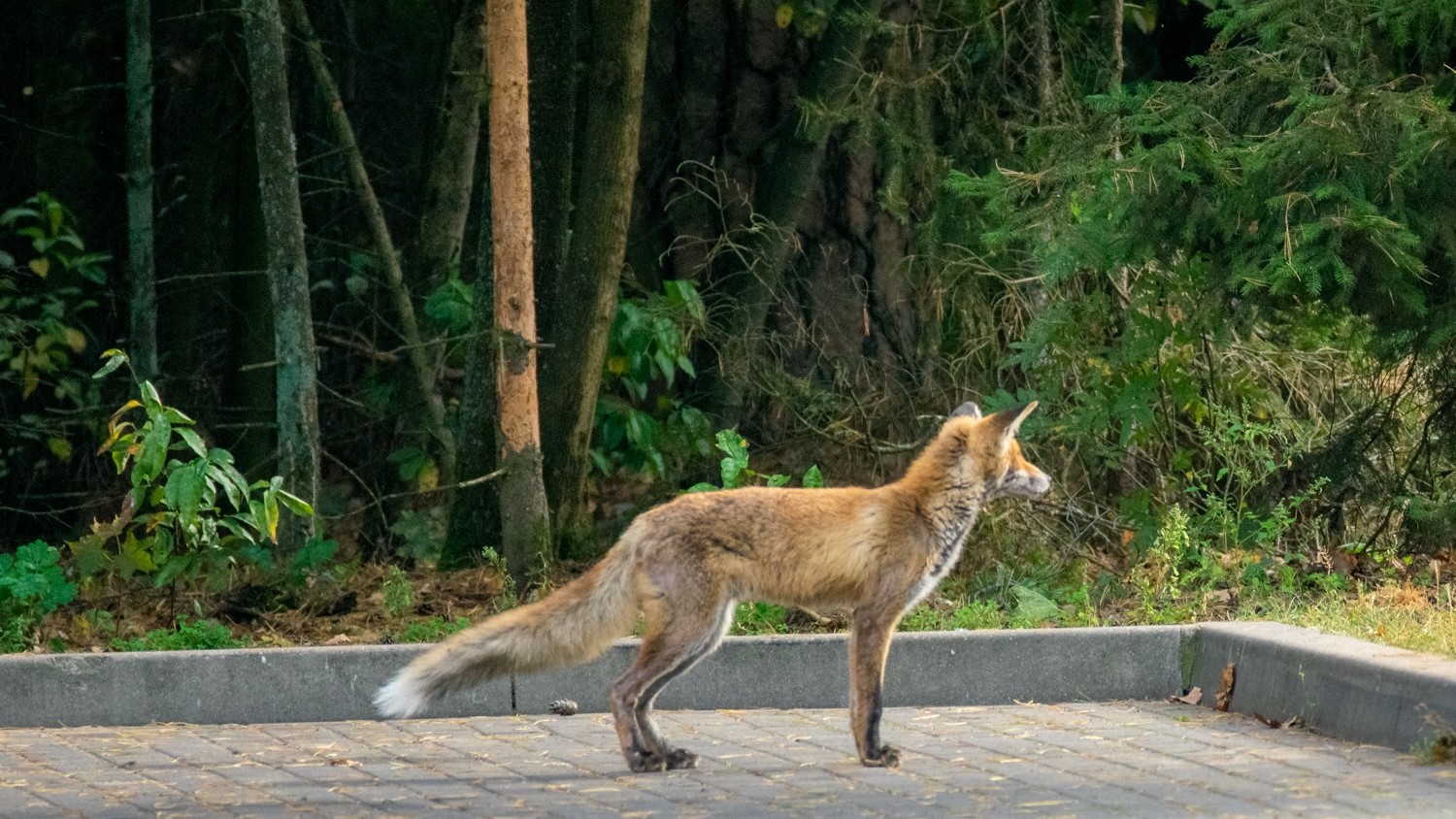 Augustowianie skarżą się na lisy, które coraz częściej pojawiają się na ulicach miasta