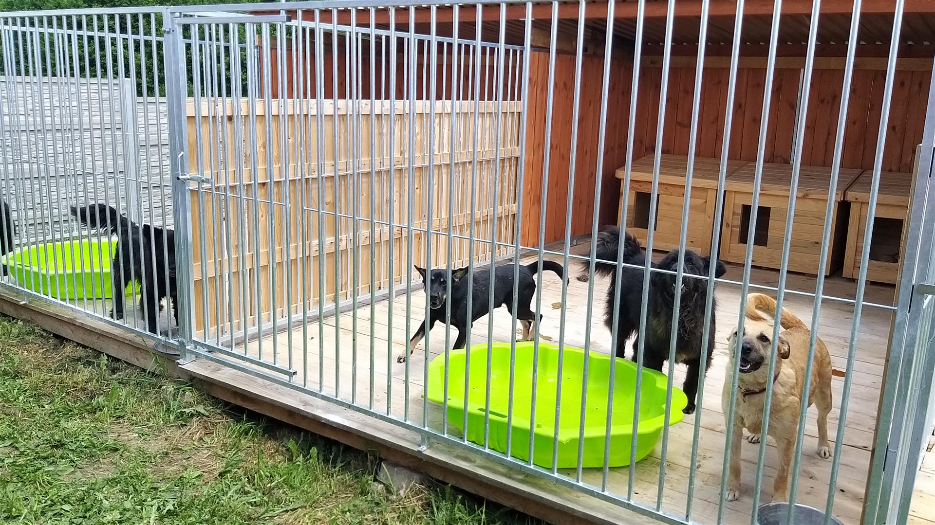 Psy znowu trafiają do lasów