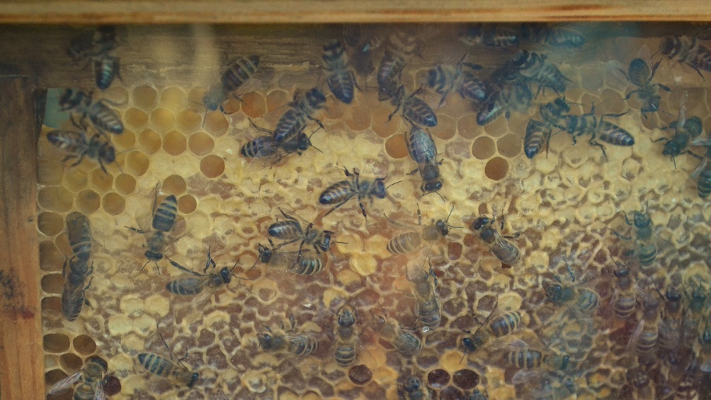 Zlikwidują kleszcze, ale zabiją pszczoły. Eksperci ostrzegają przed opryskami w Suwałkach