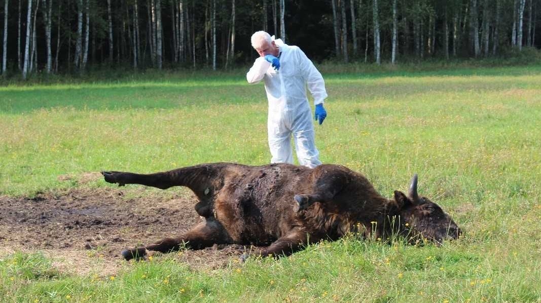 Żubr, który padł w Puszczy Augustowskiej, stanie się obiektem badań genetycznych
