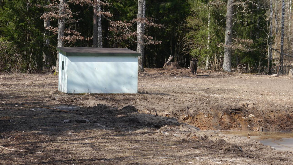 Kolejne żubry na Suwalszczyźnie