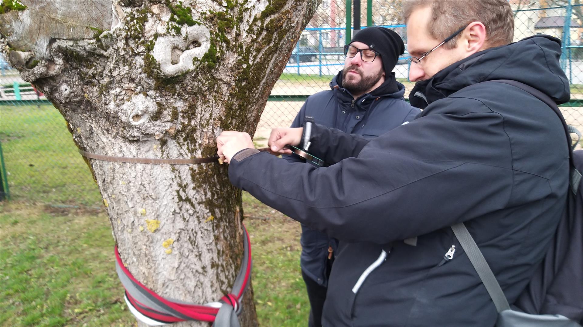 Sprawdzono stan drzew przy ulicy Klonowej w Suwałkach
