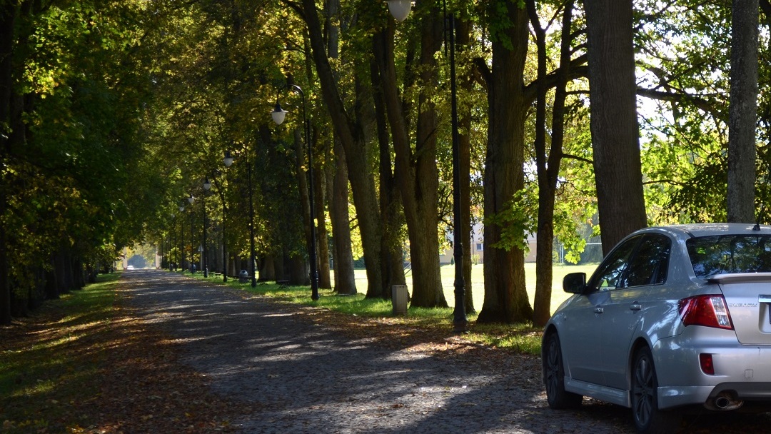 Konar runął na aleję. Starostwo czeka na kolejną ekspertyzę