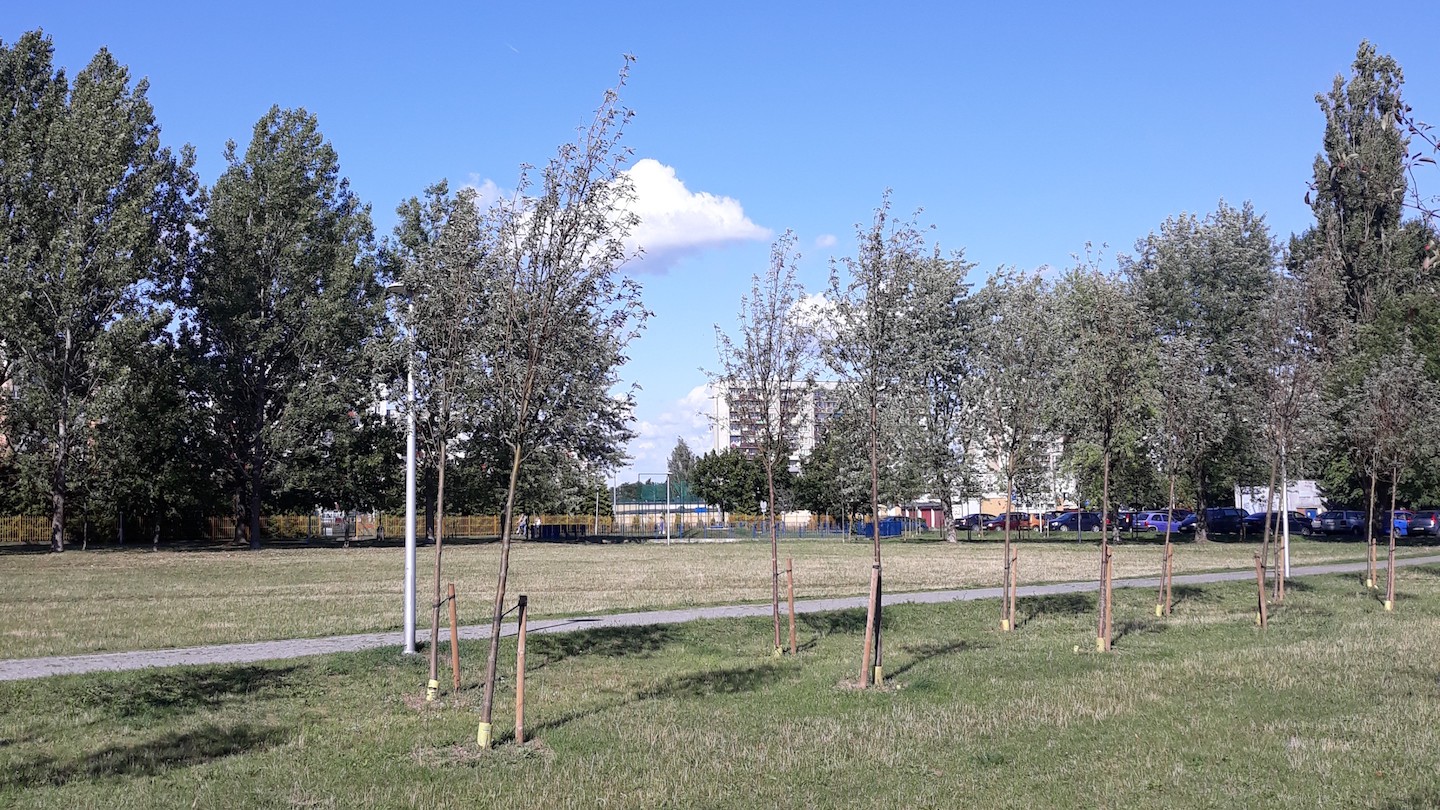 Suwałki. Schną posadzone w ubiegłym roku drzewa