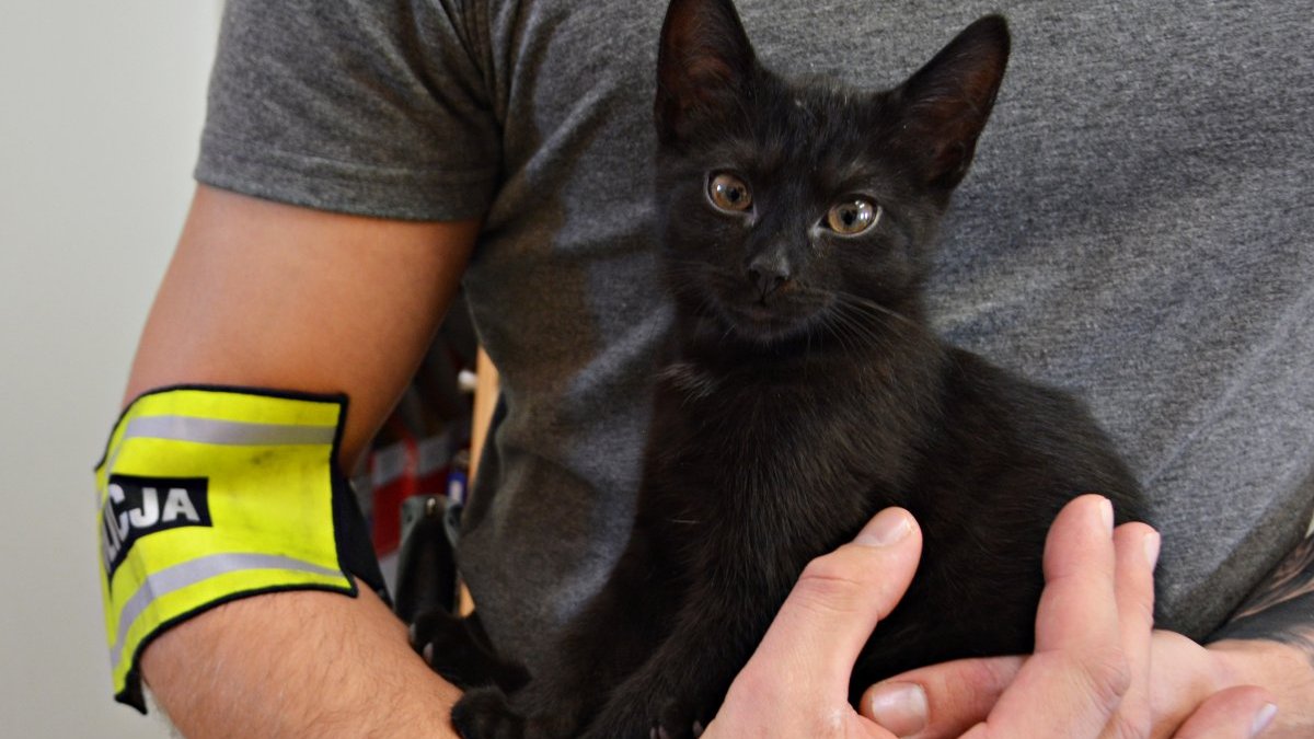 W jednym mieszkaniu suwalscy policjanci znaleźli trzy poszukiwane osoby i kota