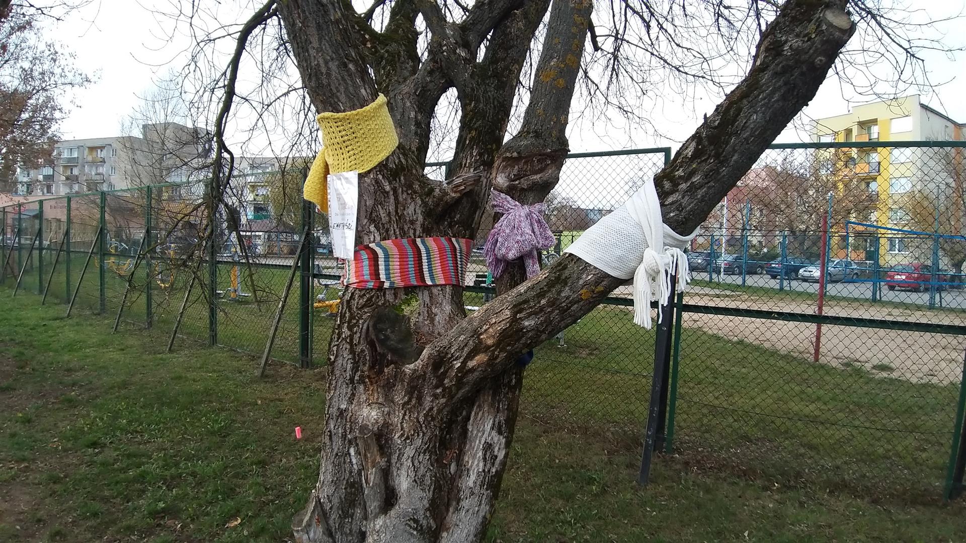 Niemal 600 podpisów zebrali mieszkańcy Suwałk w obronie przeznaczonych do wycinki drzew, które rosną na ulicy Klonowej