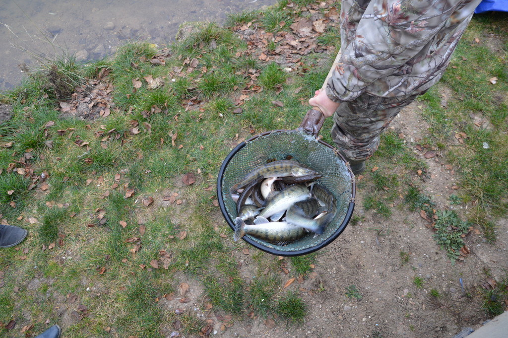 W suwalskim zalewie Arkadia pojawiły się drapieżniki