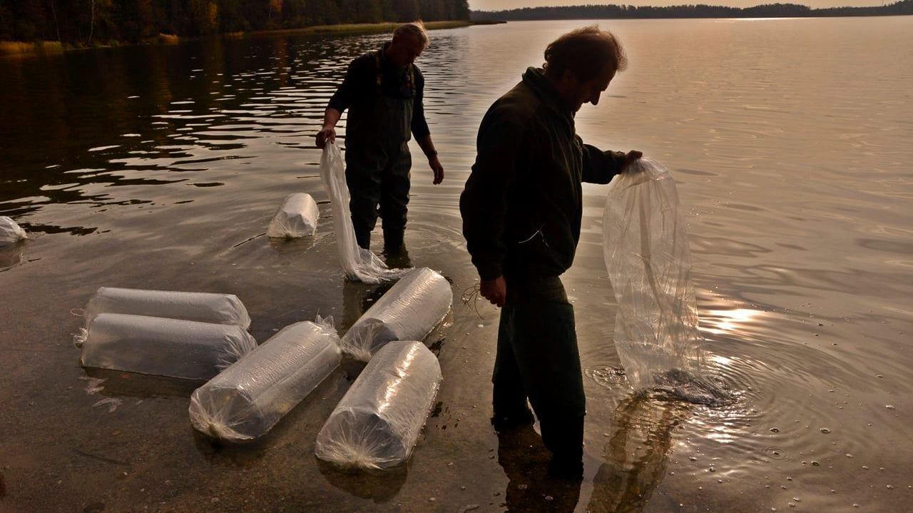 Do Wigier trafiło 2 tysiące wyrośniętych troci. Wkrótce czas na pstrąga