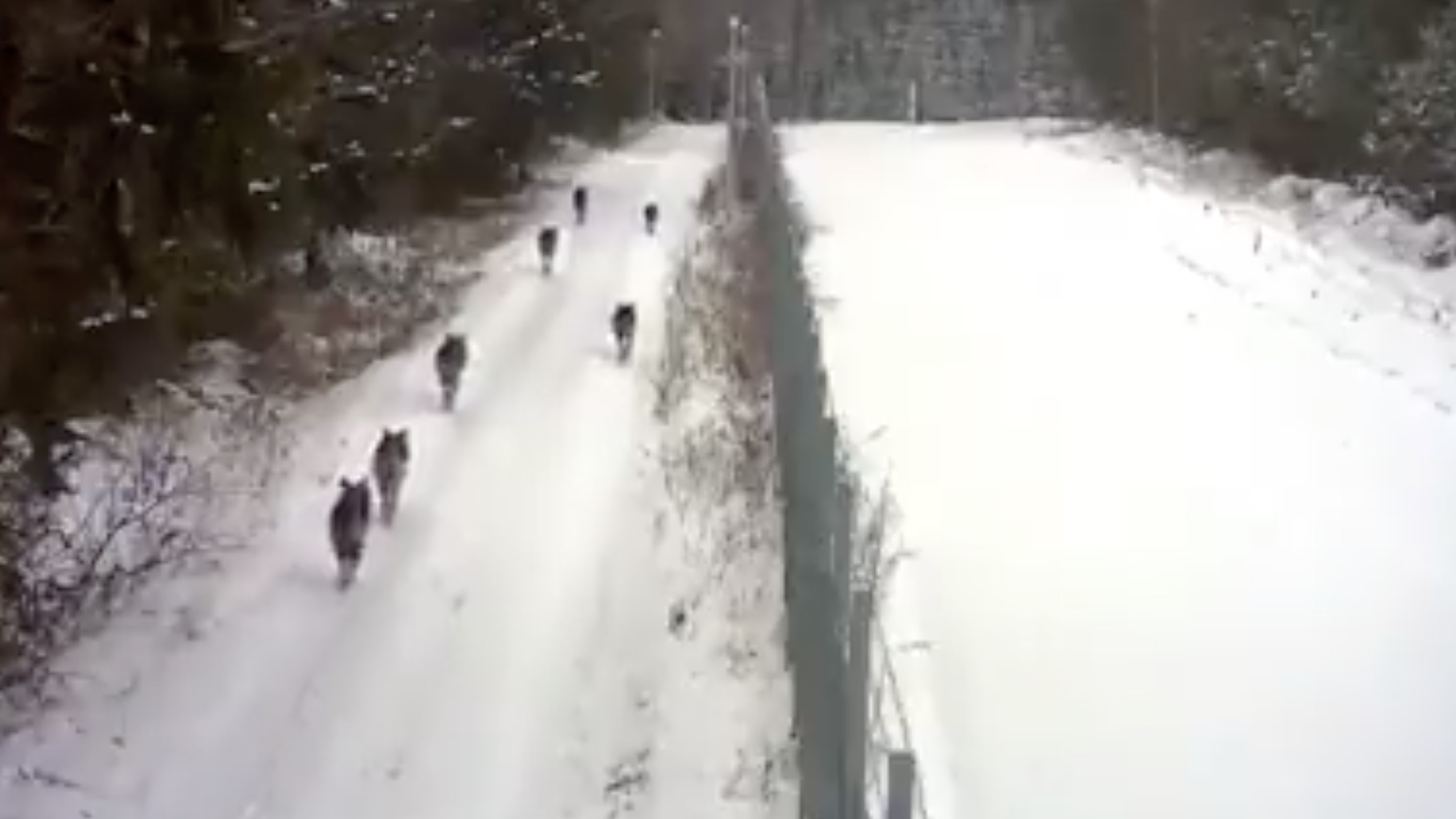 Czy drapieżniki zaatakują migrantów? - felieton Tomasza Kubaszewskiego