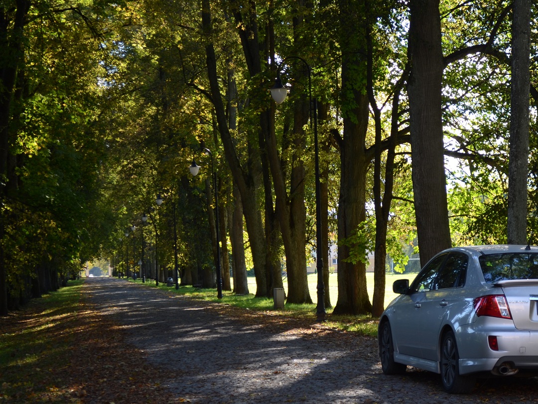 Co dalej z aleją lipową w Dowspudzie?