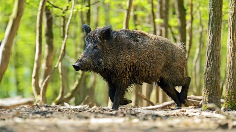 Na terenie powiatu suwalskiego znaleziono cztery martwe dziki. Były zarażone wirusem ASF