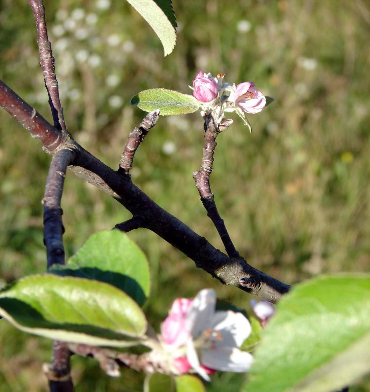 Pracownicy Suwalskiego Parku Krajobrazowego rozdali 100 sadzonek jabłoni wysokopiennych
