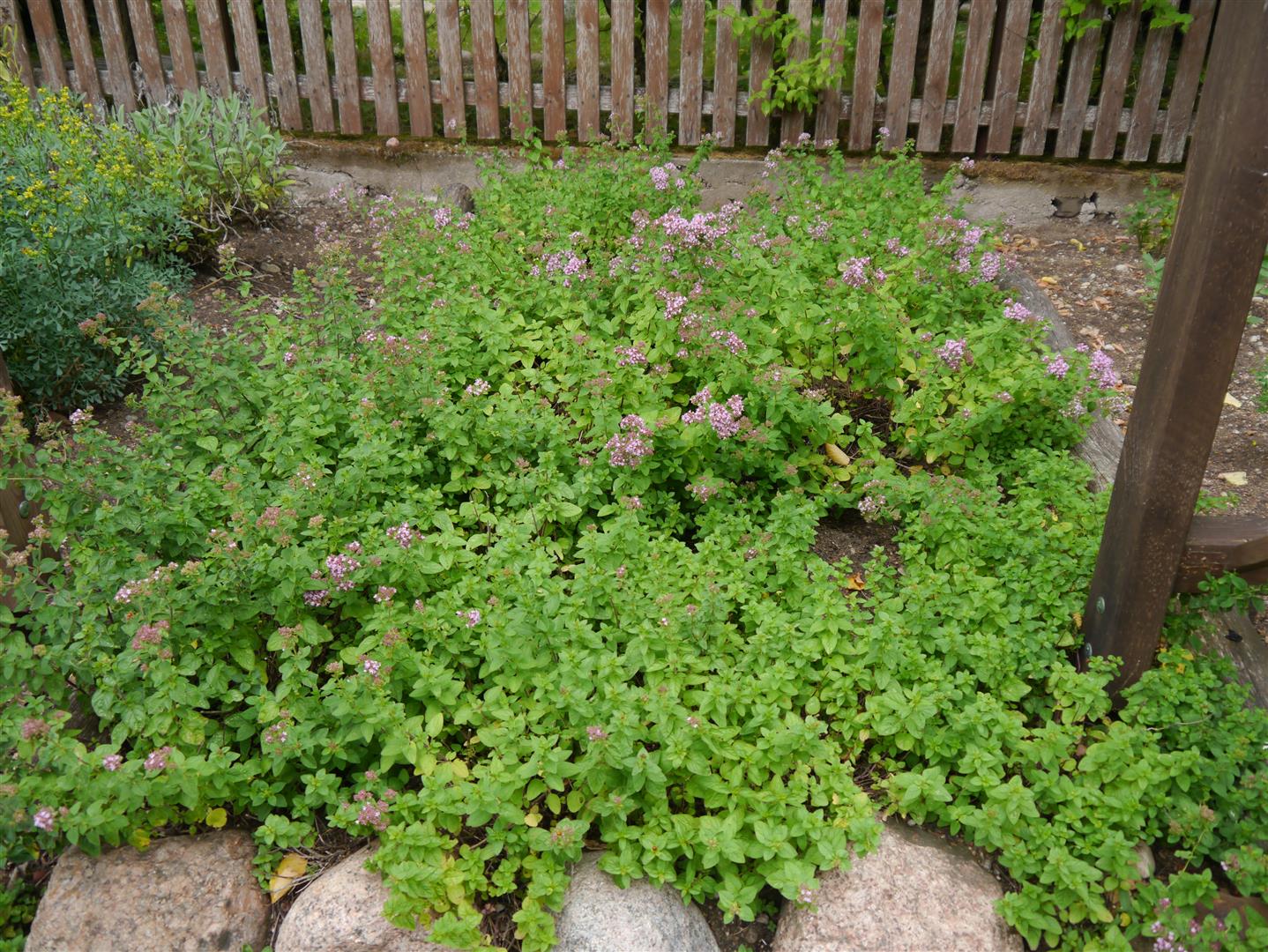 Macierzanka, dziurawiec czy kora z kruszyny - kiedyś w powszechnych użyciu, dziś wracają do łask.