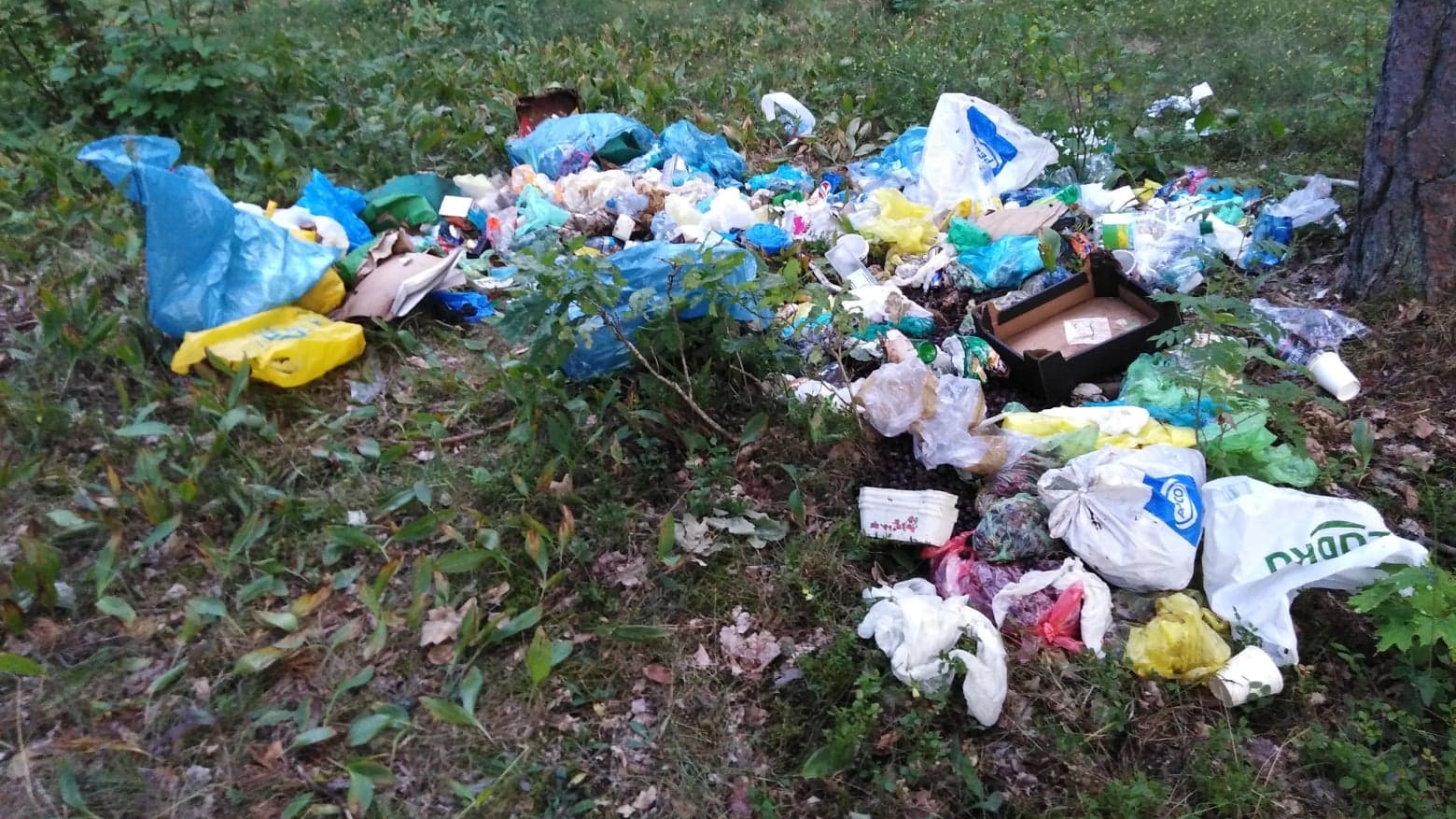 Sterta śmieci w Puszczy Augustowskiej. Leśnicy mają już winnego