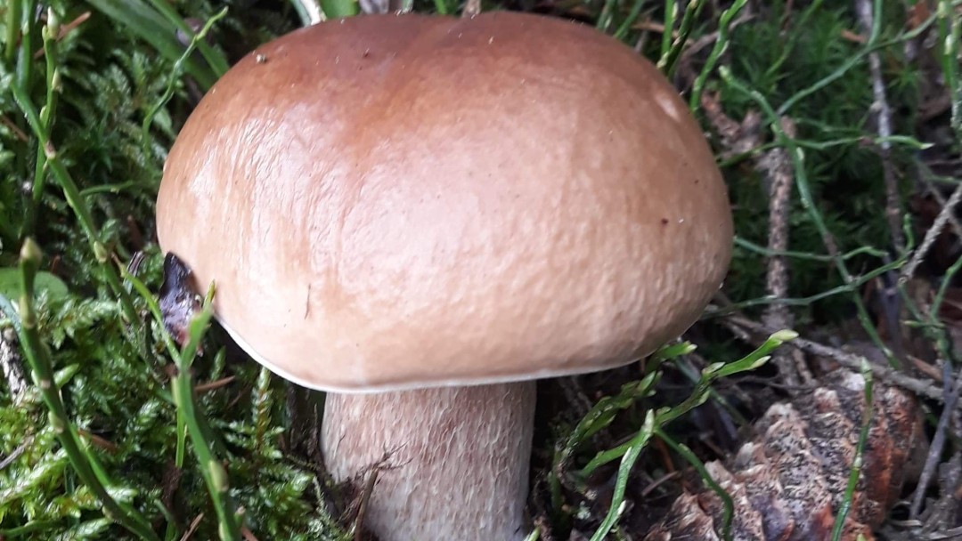 Suwalczanin znalazł wyjątkowego borowika