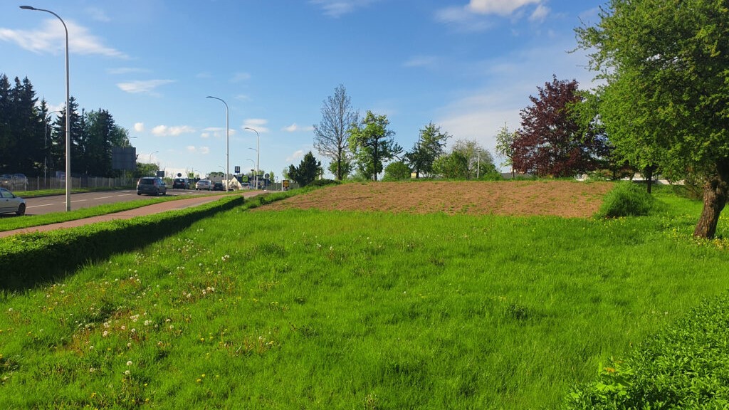 Suwałki. Napis z aksamitek i begonii będzie promował miasto