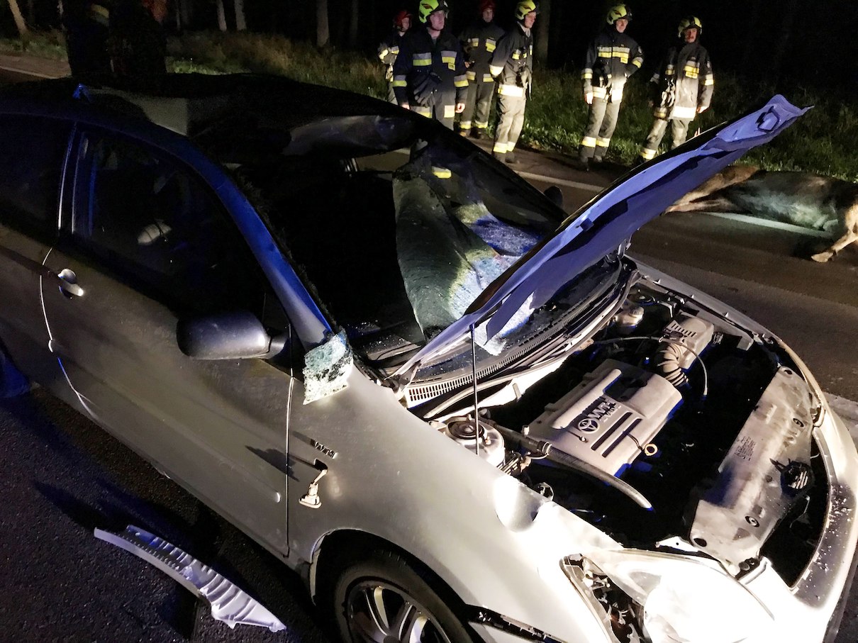 Dwa łosie zginęły w weekend w okolicach Augustowa