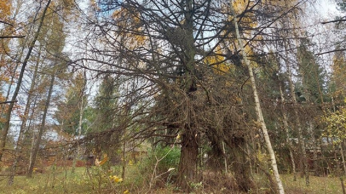 Mieszkaniec Aten, leżących w gminie Nowinka, domaga się objęcia ochroną ponad 100-letniego modrzewia