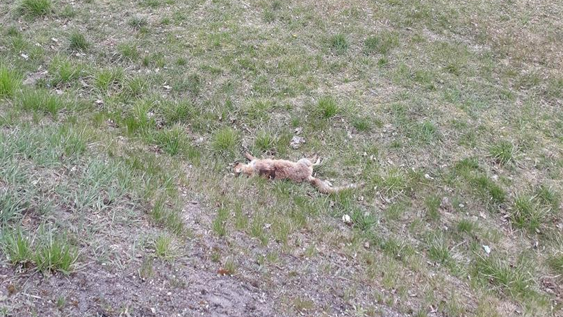 W centrum Suwałk przez kilka dni leżał martwy lis