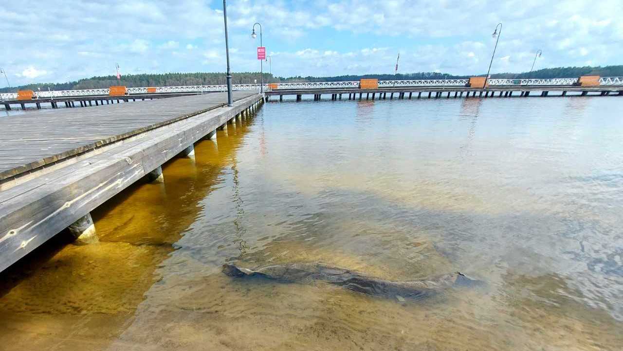 W Augustowie nagminnie łamany jest zakaz parkowania samochodów na plaży obok Molo Radiowej Trójki
