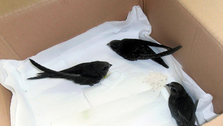 Suwalczanie pochylają się nad losem jerzyków, a radny pisze interpelację w tej sprawie