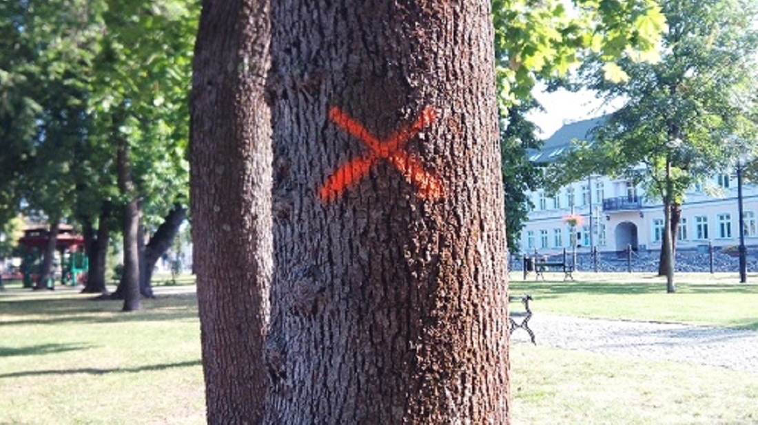 "Stop wycince drzew w Suwałkach". Suwalczanie zbierają podpisy