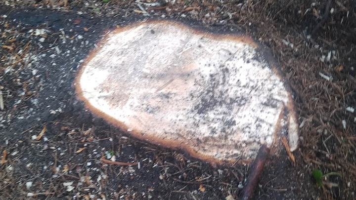 Z Osiedla II w Suwałkach zniknął 30-letni świerk