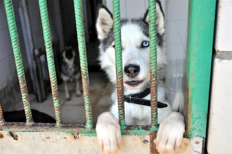 Region:  Rodzina na wakacje, pies do lasu